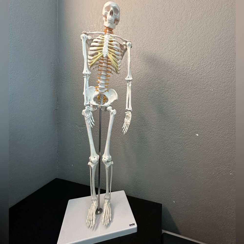 Skeleton Model - Picture 5 of 5